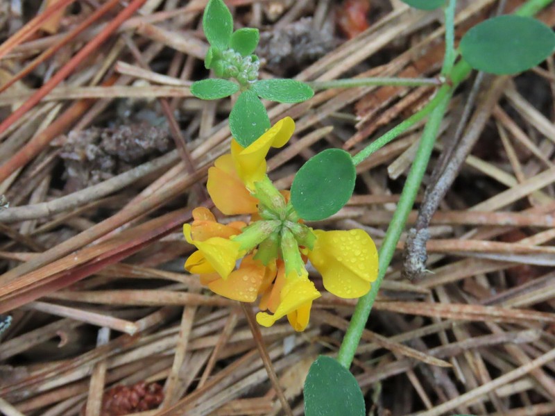 Acmispon junceus var. biolettii photo 3