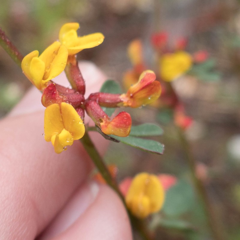 Acmispon junceus var. biolettii photo 4