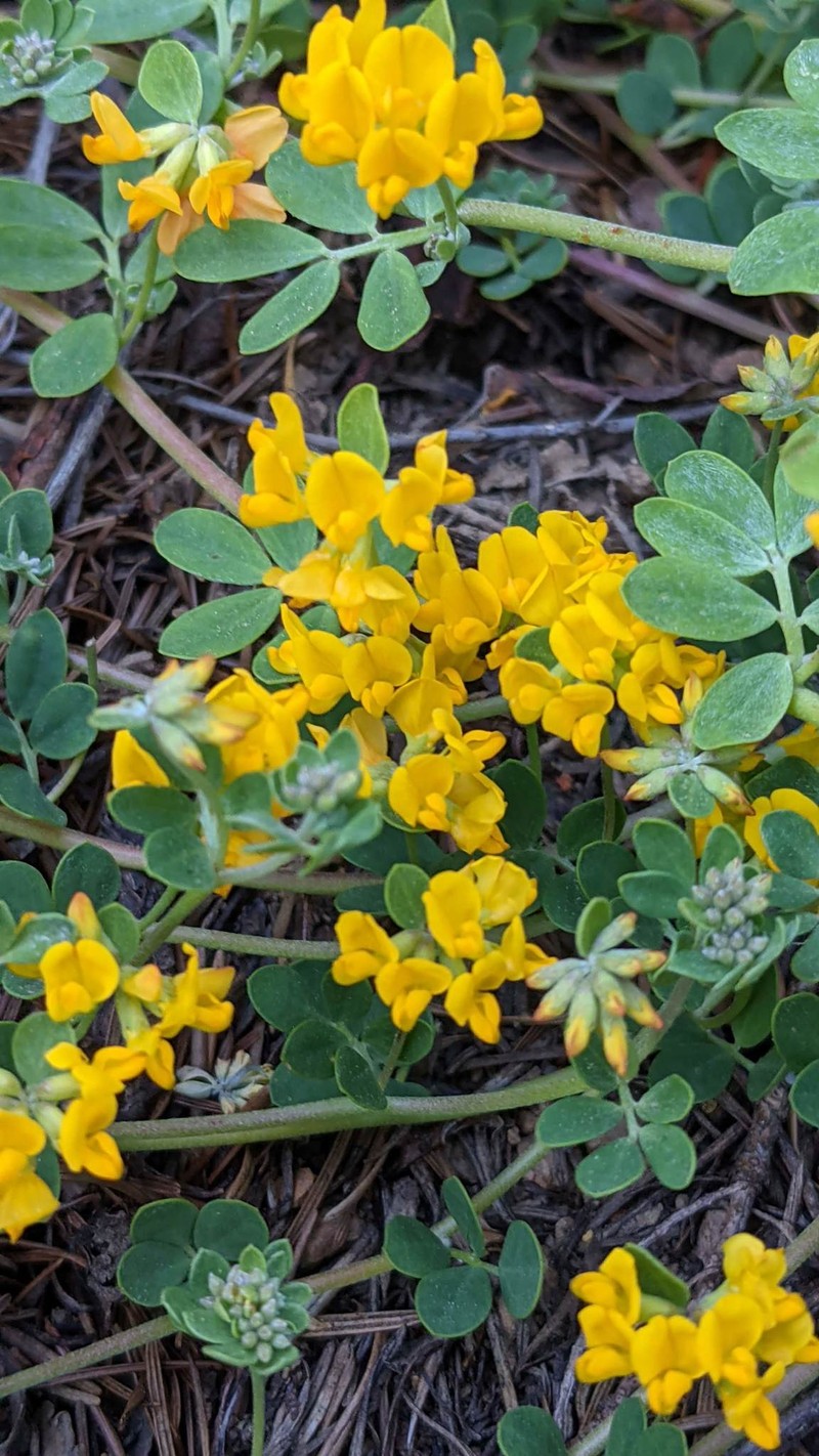 Acmispon junceus var. biolettii photo 5