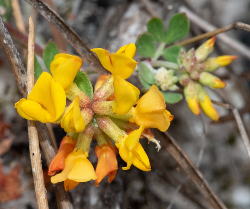 Acmispon junceus var. biolettii photo 6