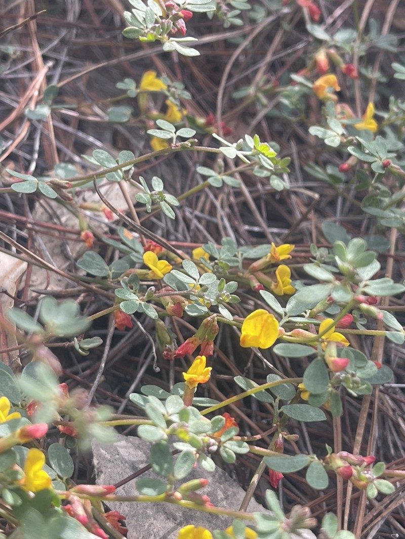 Acmispon junceus var. biolettii photo 7