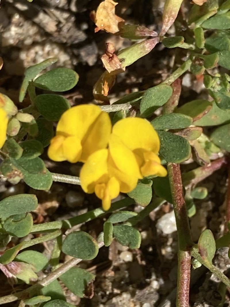 Acmispon junceus var. biolettii photo 8