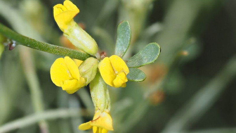 Acmispon junceus var. junceus photo 3