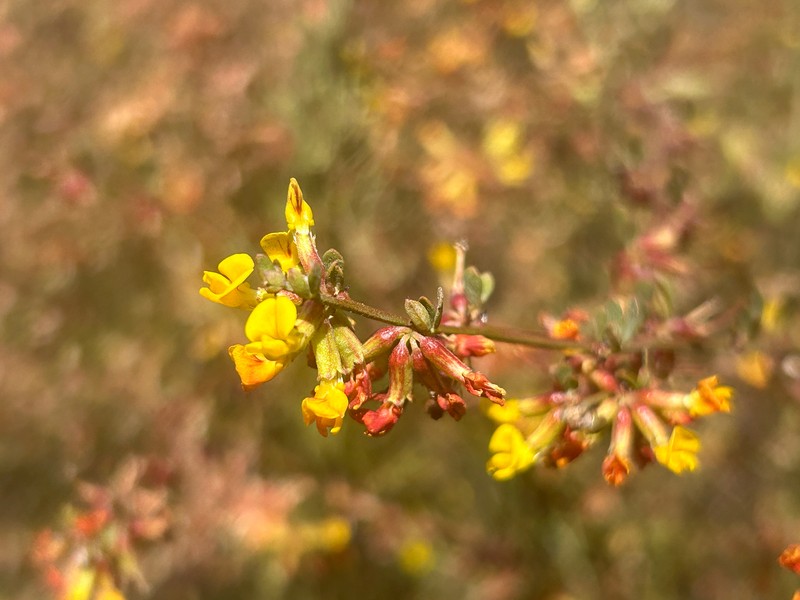 Acmispon junceus var. junceus photo 4