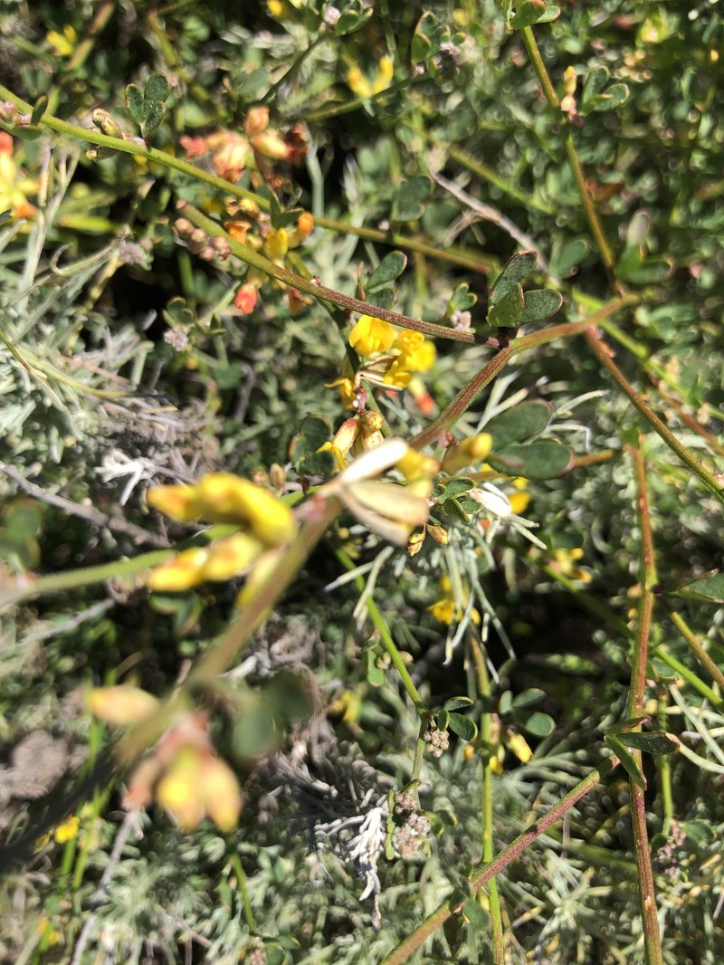 Acmispon junceus var. junceus photo 5