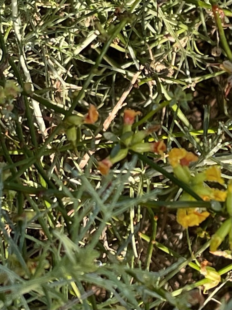 Acmispon junceus var. junceus photo 7