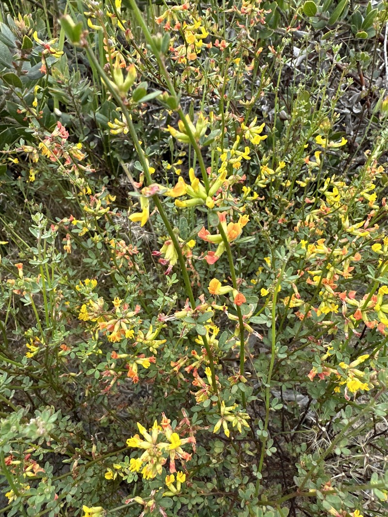 Acmispon junceus var. junceus photo 8