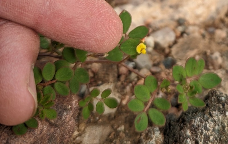 Coastal Bird's-Foot Trefoil photo 3