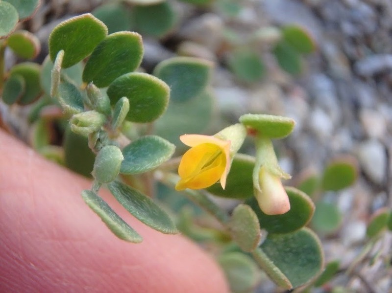 Coastal Bird's-Foot Trefoil photo 4