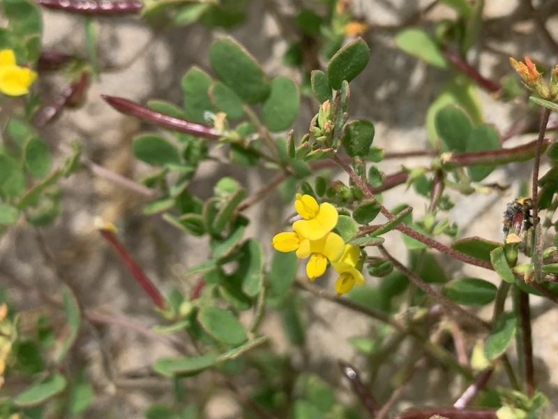 Coastal Bird's-Foot Trefoil photo 6