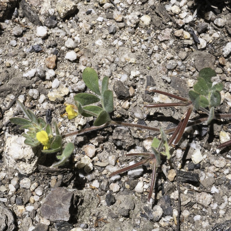Coastal Bird's-Foot Trefoil photo 7