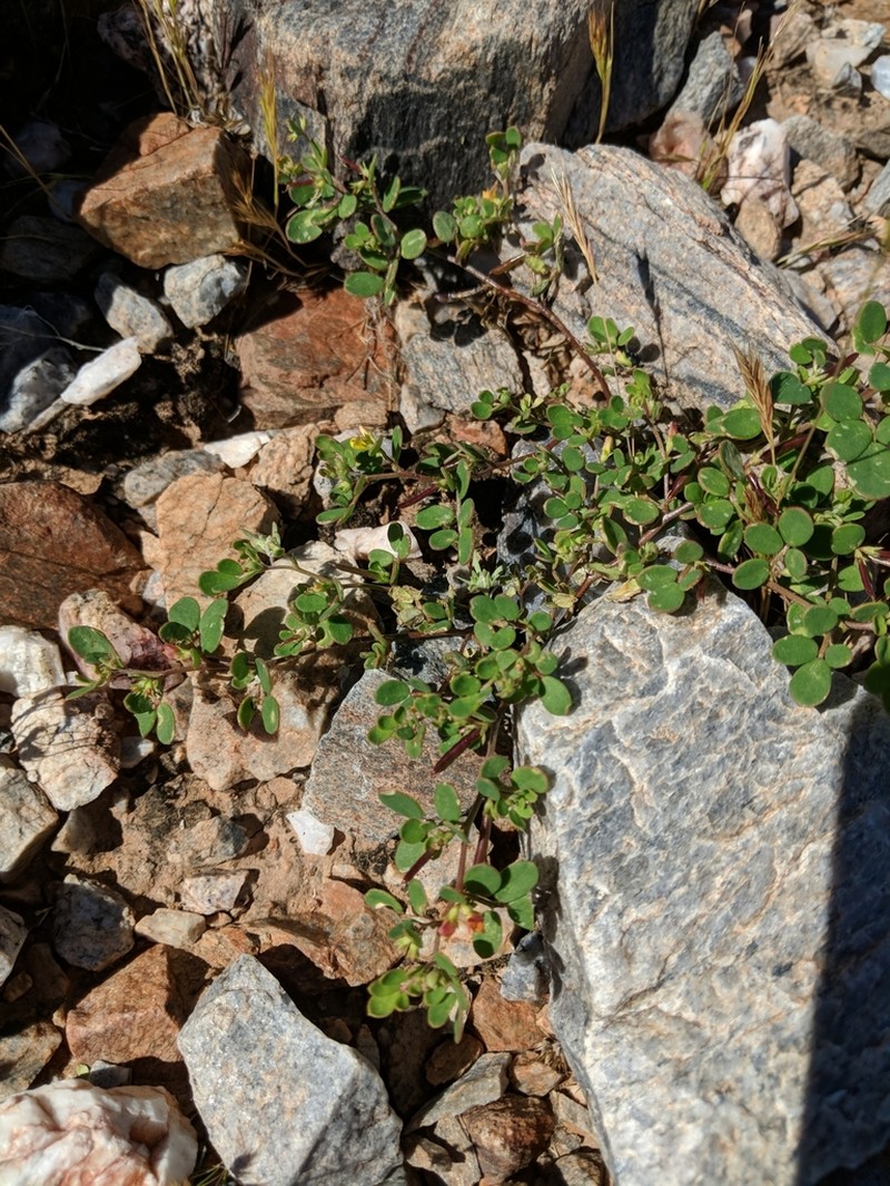 Coastal Bird's-Foot Trefoil photo 8