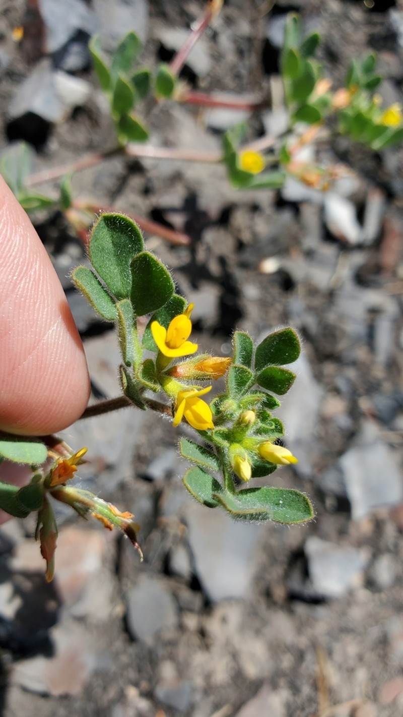 Coastal Bird's-Foot Trefoil photo 9
