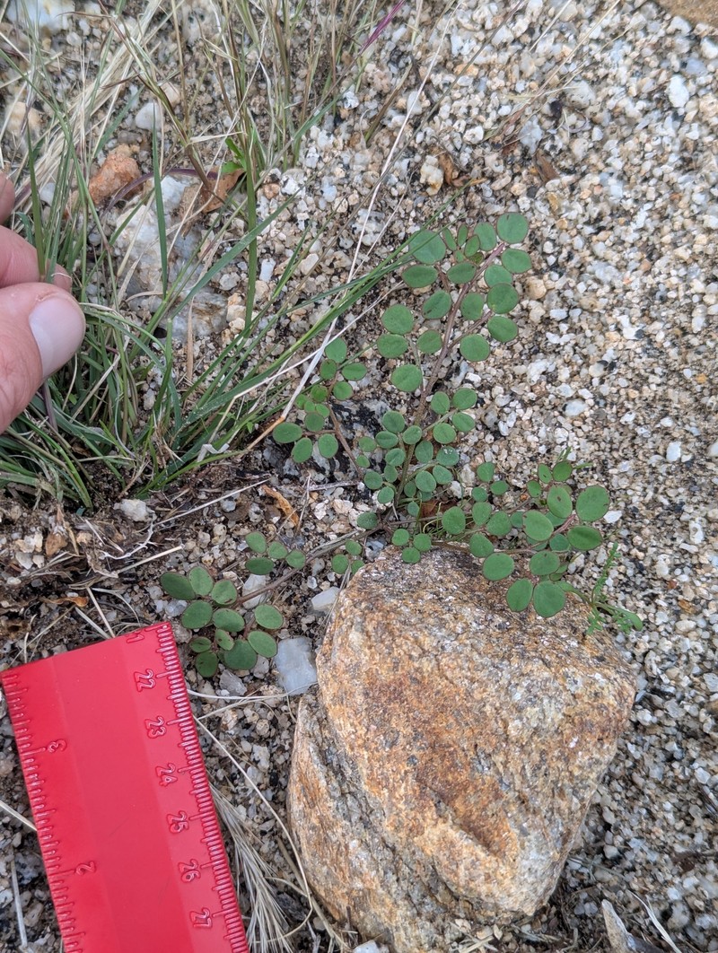 Acmispon maritimus var. brevivexillus