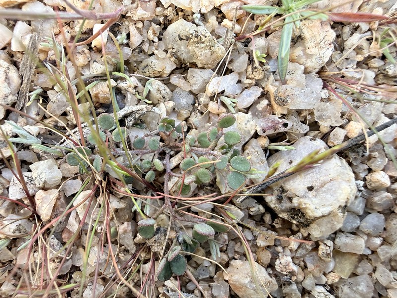 Acmispon maritimus var. brevivexillus photo 2