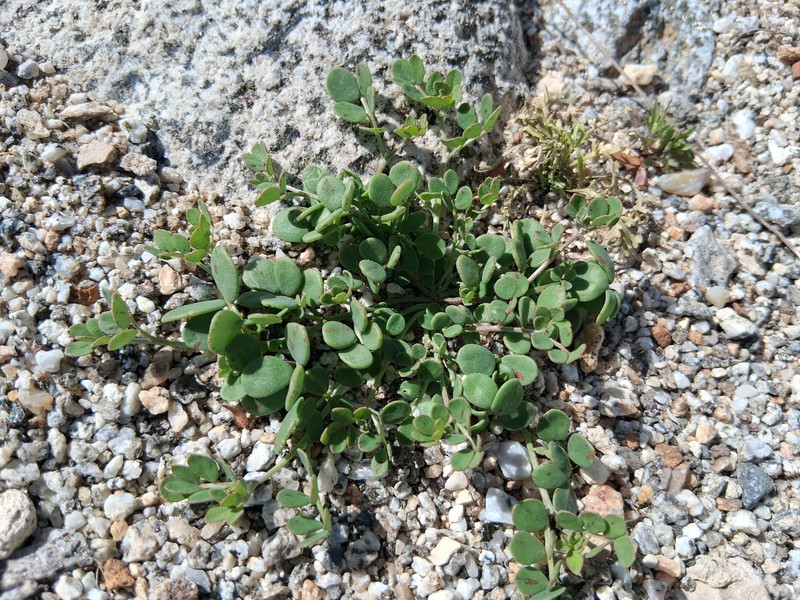 Acmispon maritimus var. brevivexillus photo 3
