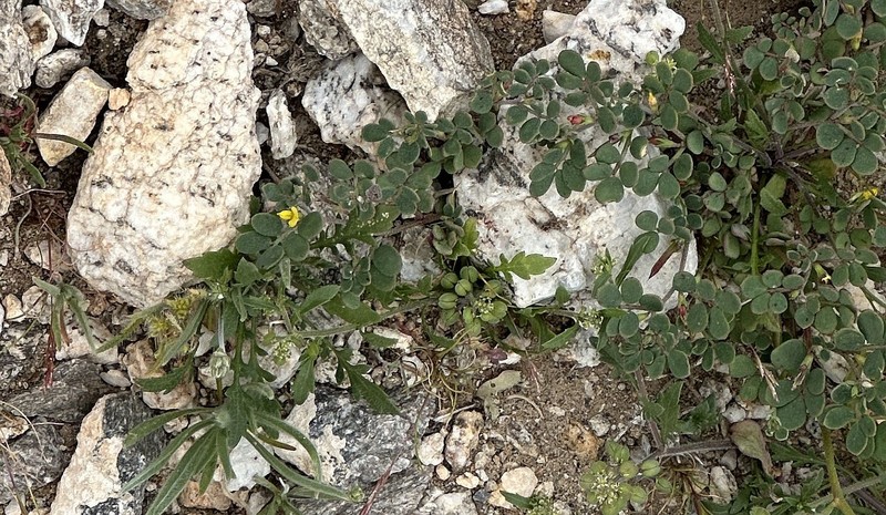 Acmispon maritimus var. brevivexillus photo 4