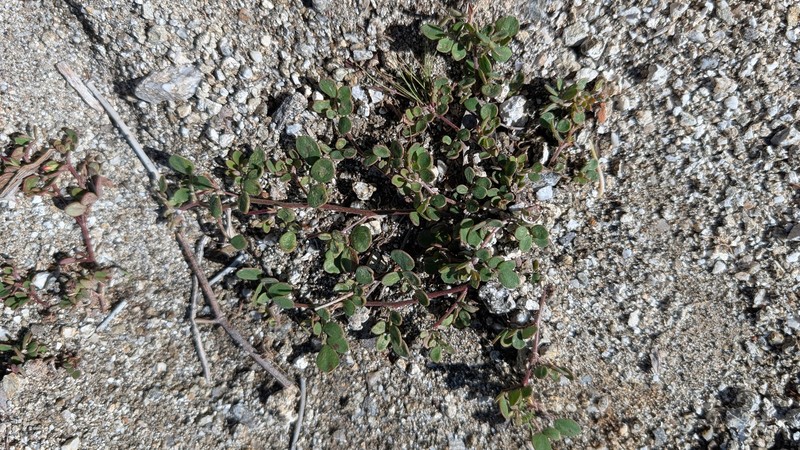 Acmispon maritimus var. brevivexillus photo 5