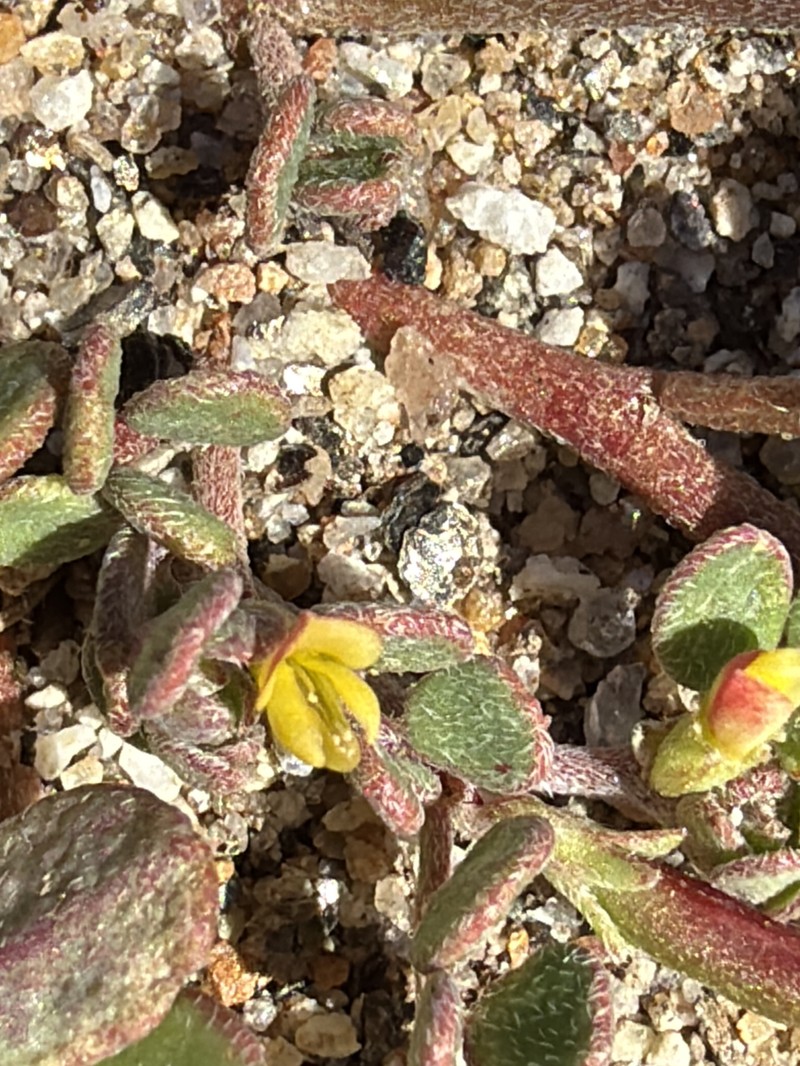 Acmispon maritimus var. brevivexillus photo 6