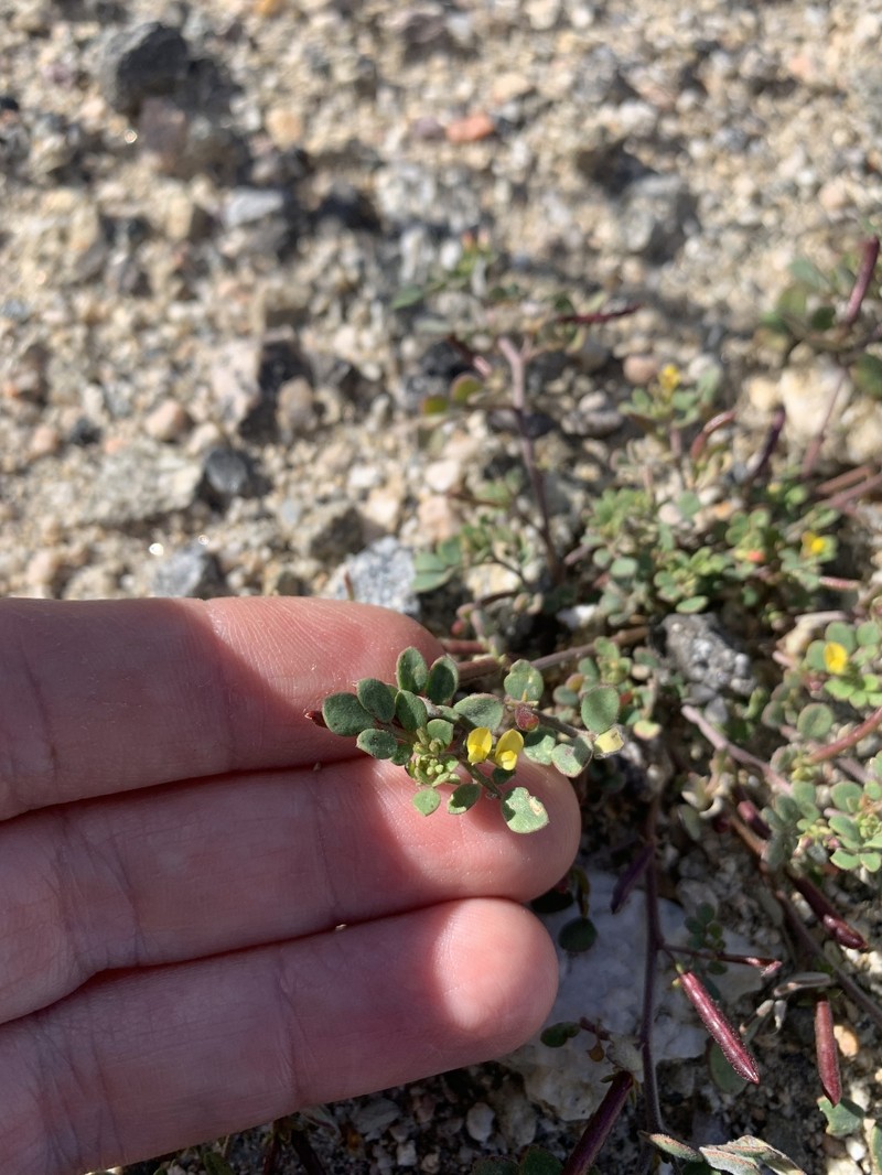 Acmispon maritimus var. brevivexillus photo 7