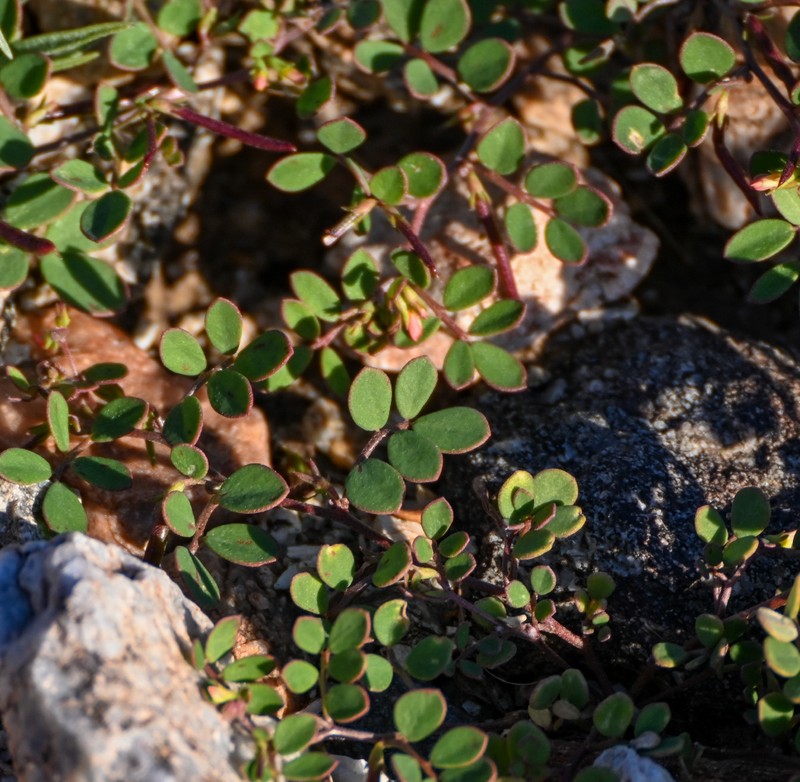 Acmispon maritimus var. brevivexillus photo 8