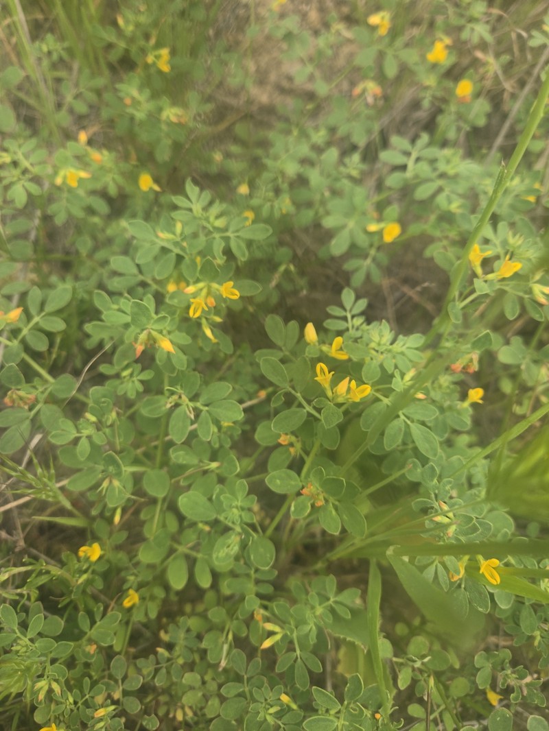 Acmispon maritimus var. maritimus