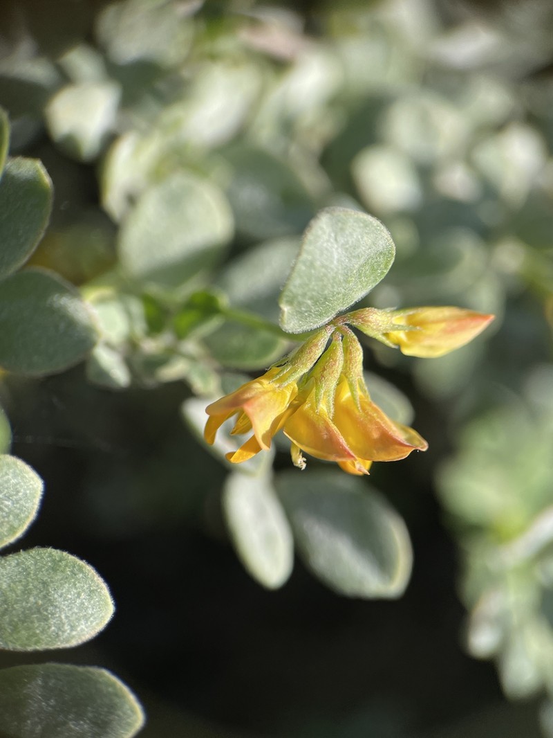 Acmispon maritimus var. maritimus photo 2