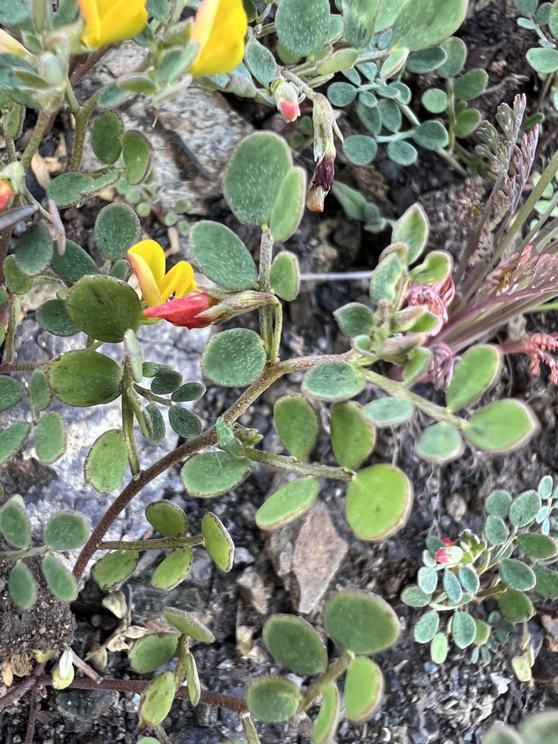 Acmispon maritimus var. maritimus photo 3