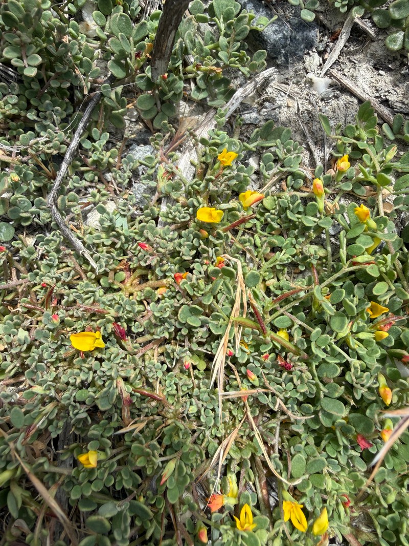 Acmispon maritimus var. maritimus photo 4