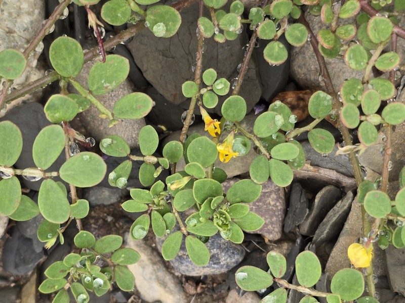 Acmispon maritimus var. maritimus photo 5