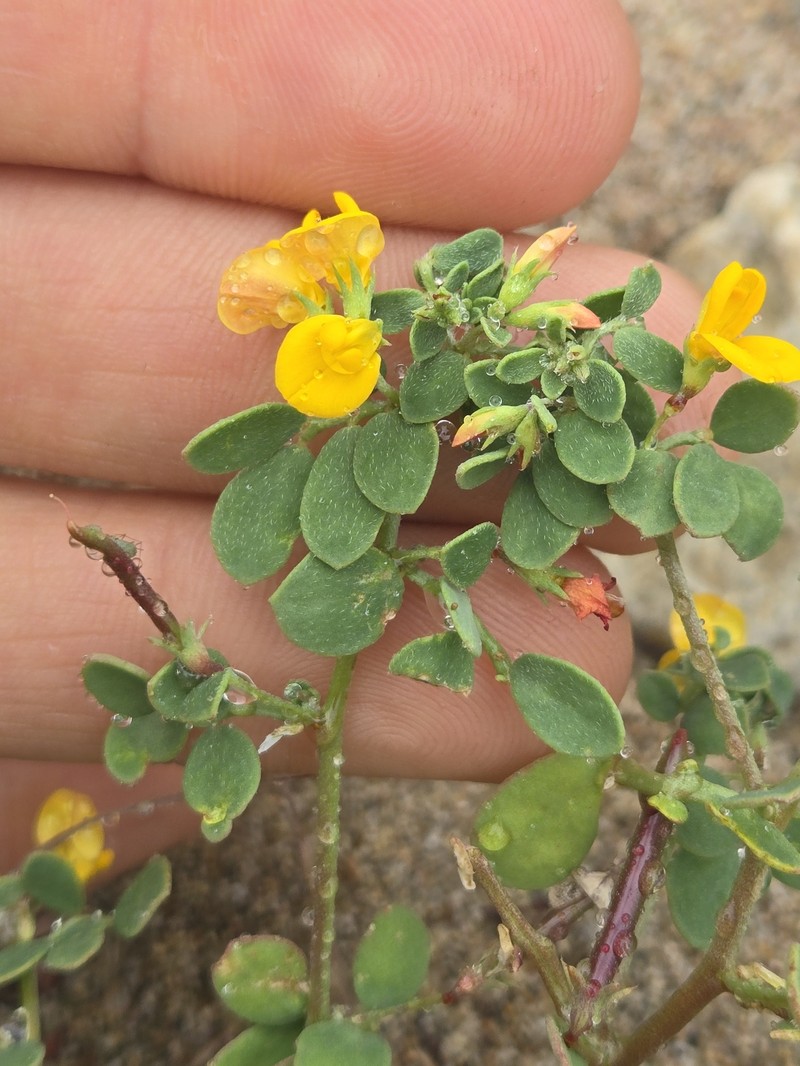 Acmispon maritimus var. maritimus photo 6