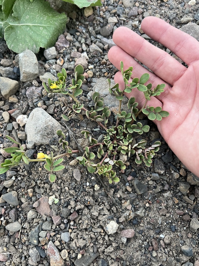 Acmispon maritimus var. maritimus photo 7
