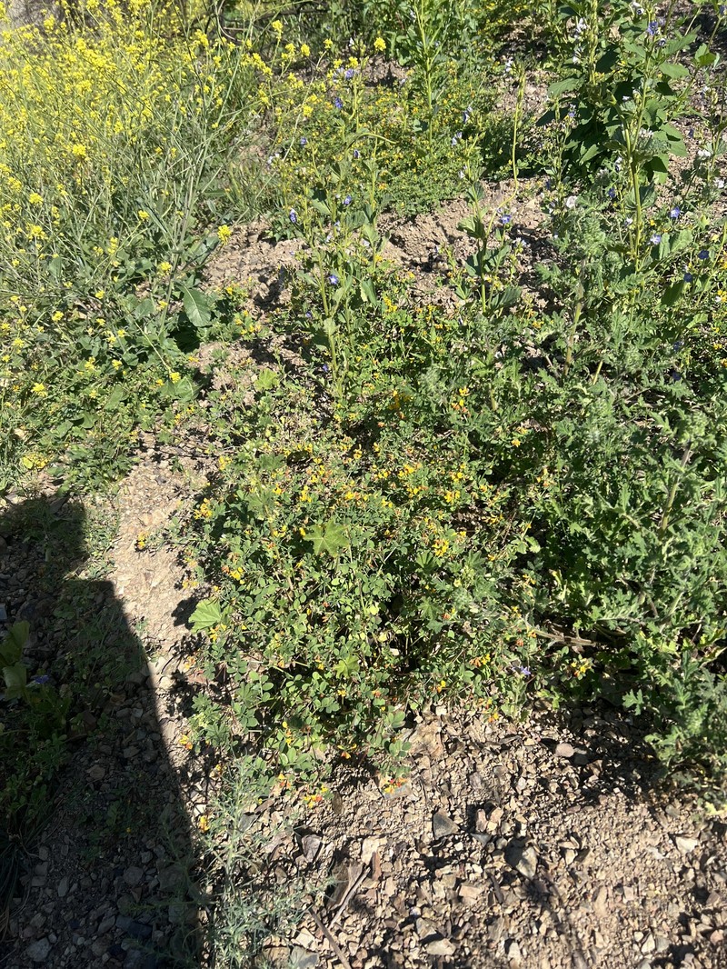 Acmispon maritimus var. maritimus photo 8