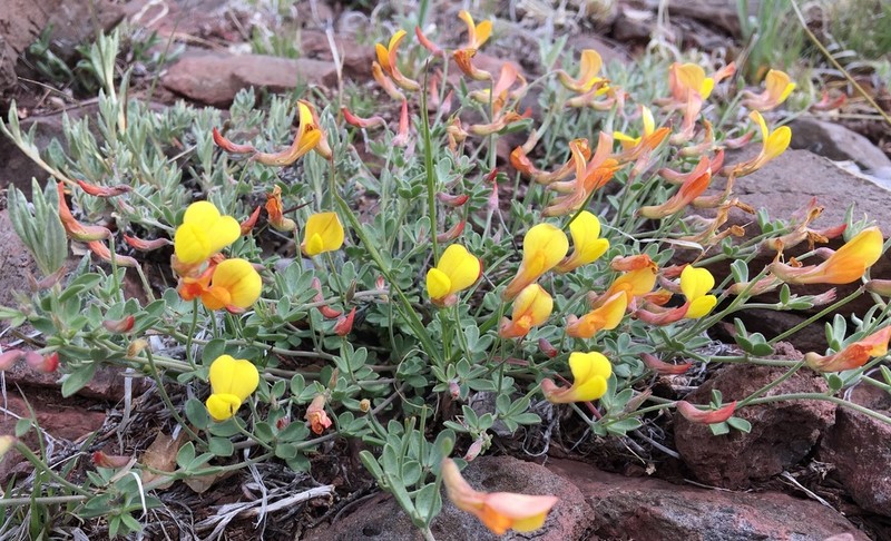 Mearns' Bird's-Foot Trefoil
