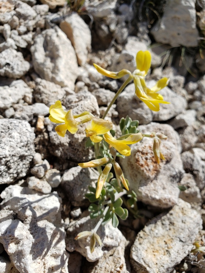 Mearns' Bird's-Foot Trefoil photo 3