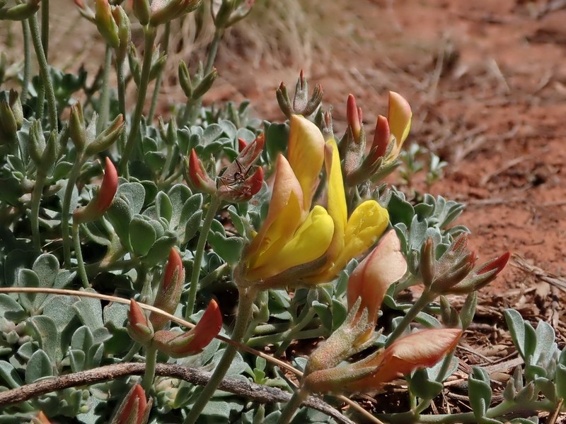 Mearns' Bird's-Foot Trefoil photo 5