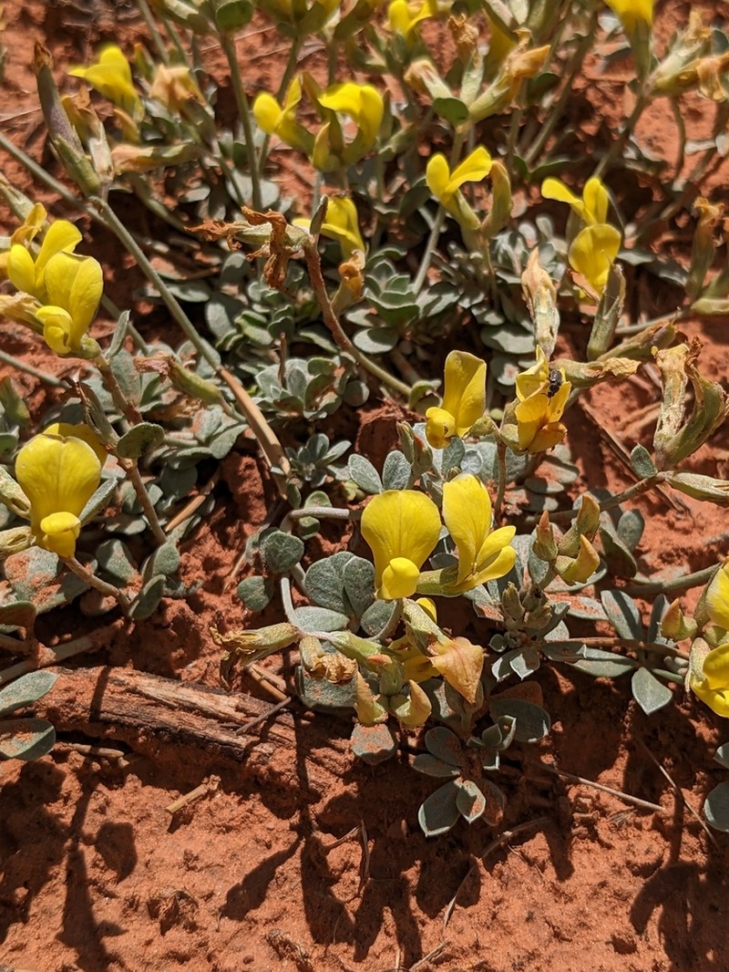 Mearns' Bird's-Foot Trefoil photo 6