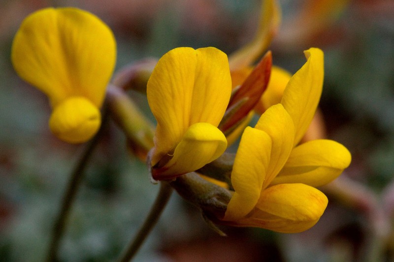 Mearns' Bird's-Foot Trefoil photo 7