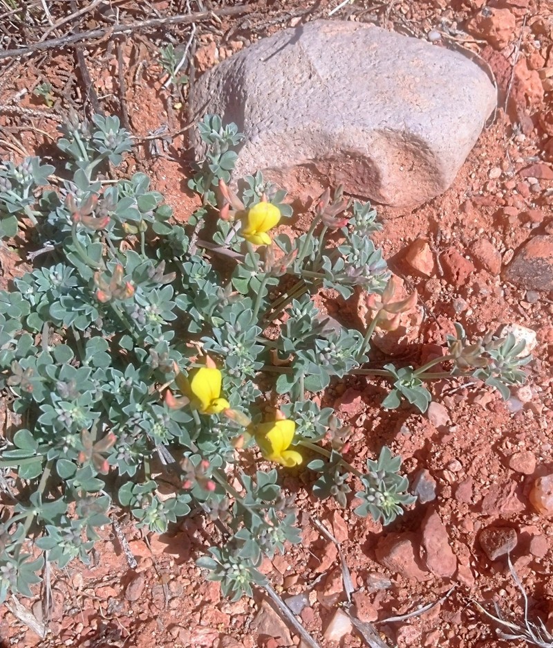 Mearns' Bird's-Foot Trefoil photo 8