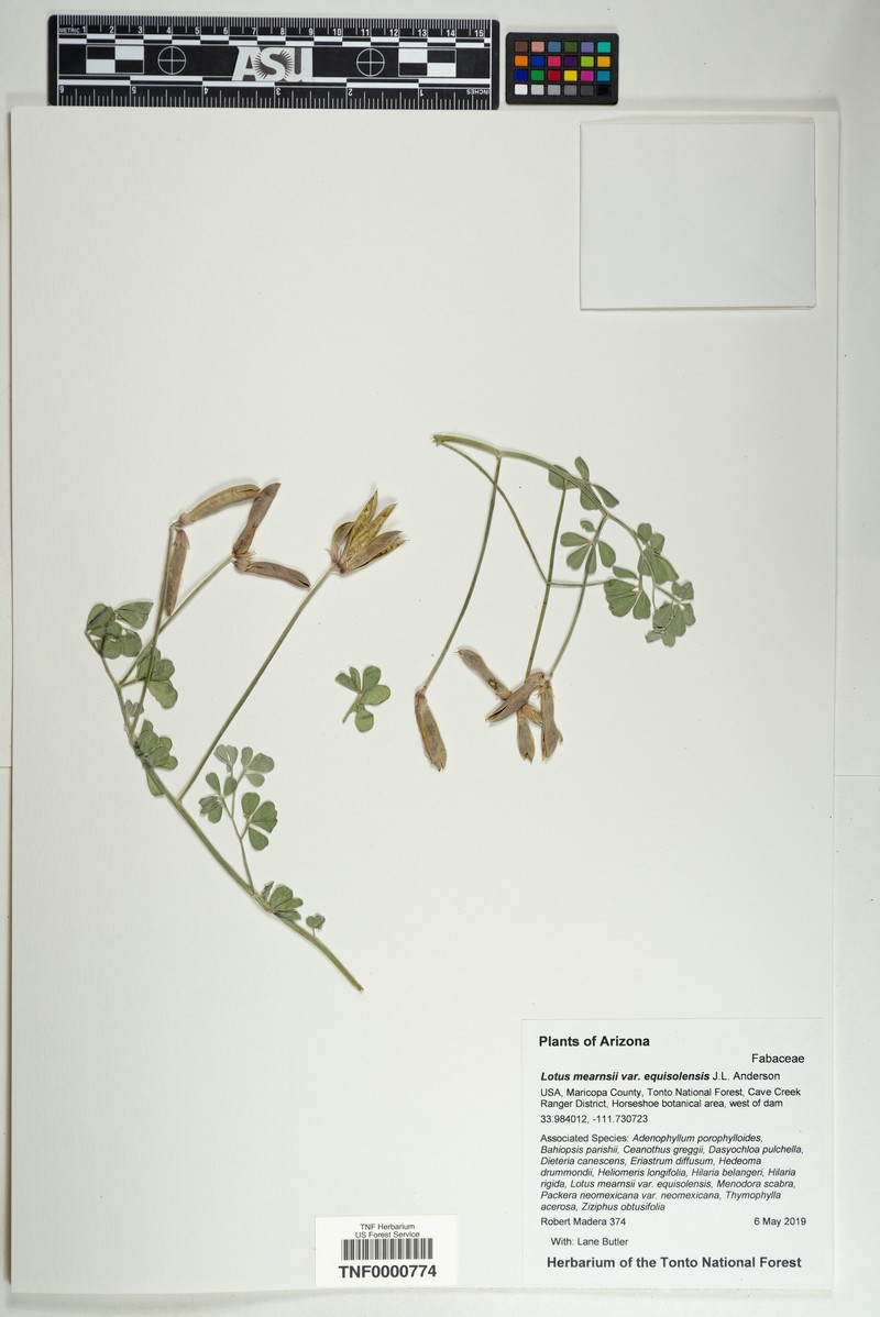 Acmispon mearnsii var. equisolensis
