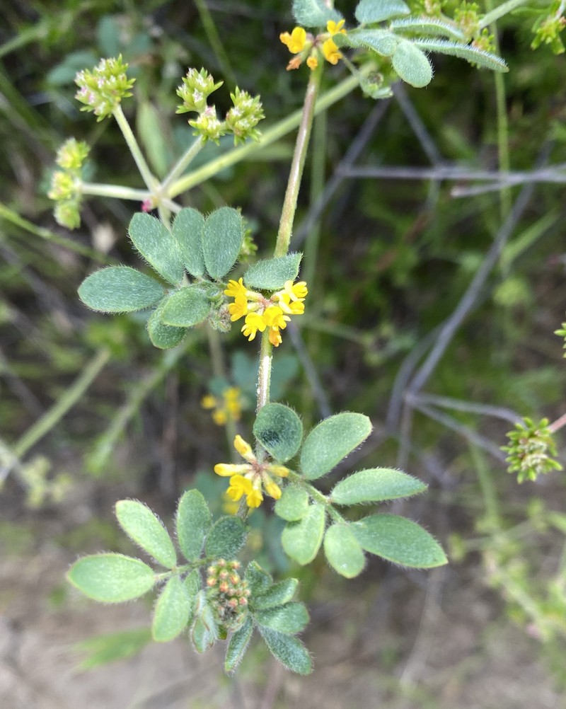 San Diego Bird's-Foot Trefoil