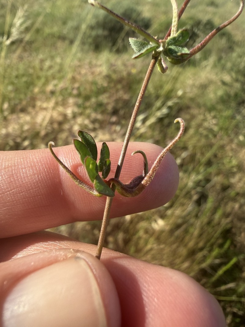 San Diego Bird's-Foot Trefoil photo 3