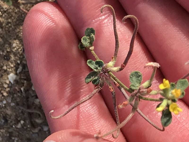 San Diego Bird's-Foot Trefoil photo 4