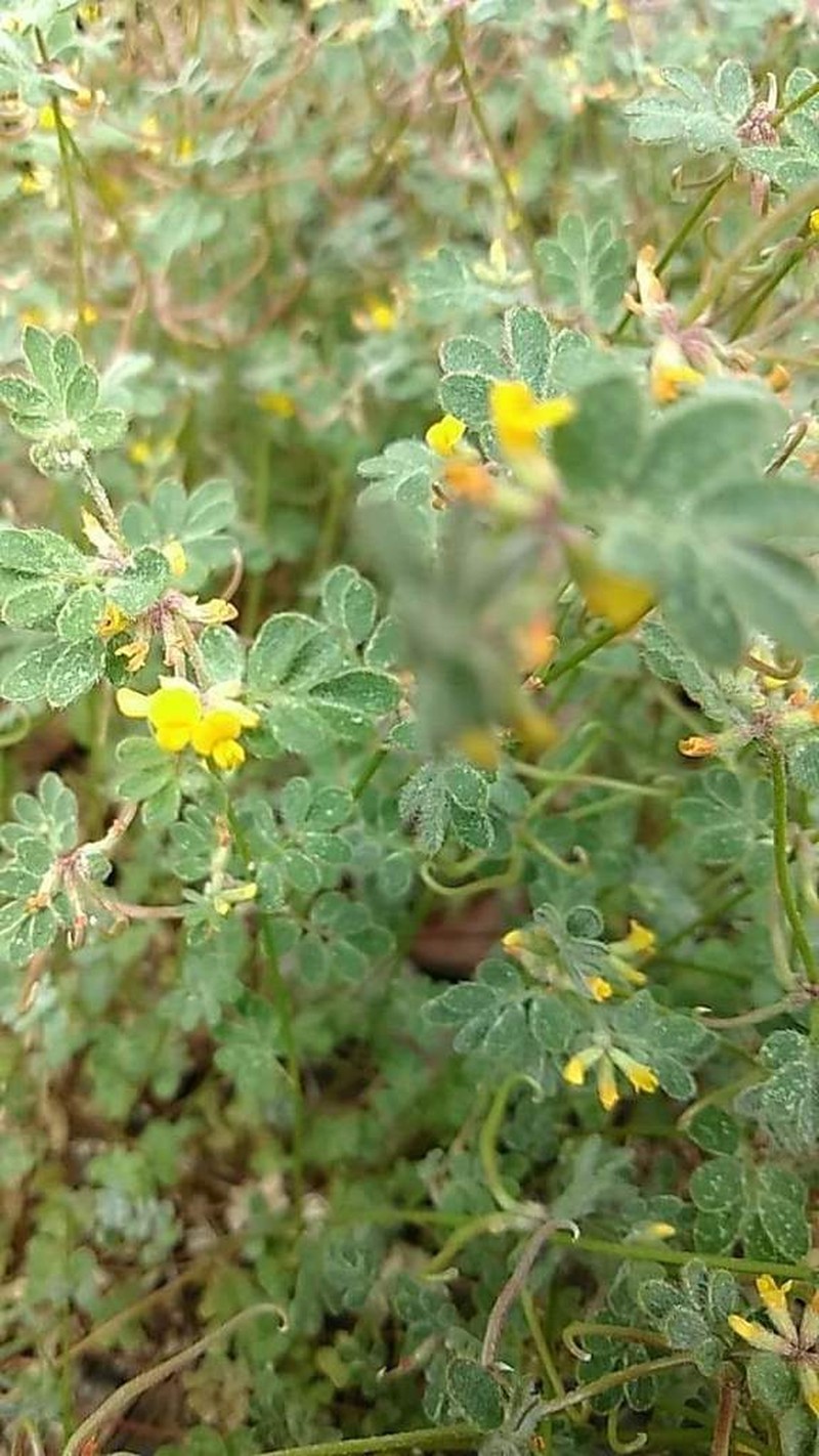 San Diego Bird's-Foot Trefoil photo 5