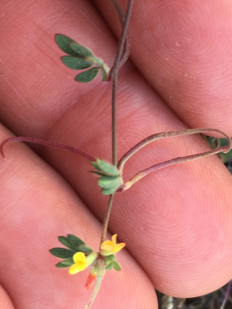 San Diego Bird's-Foot Trefoil photo 6