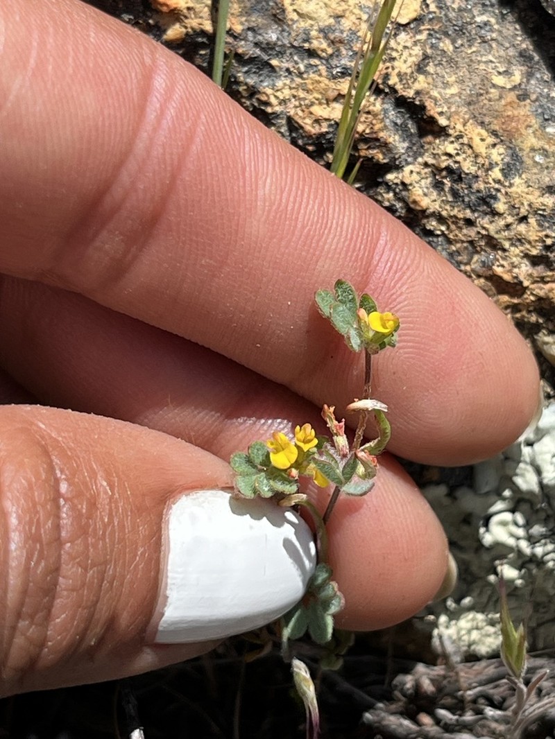 San Diego Bird's-Foot Trefoil photo 8