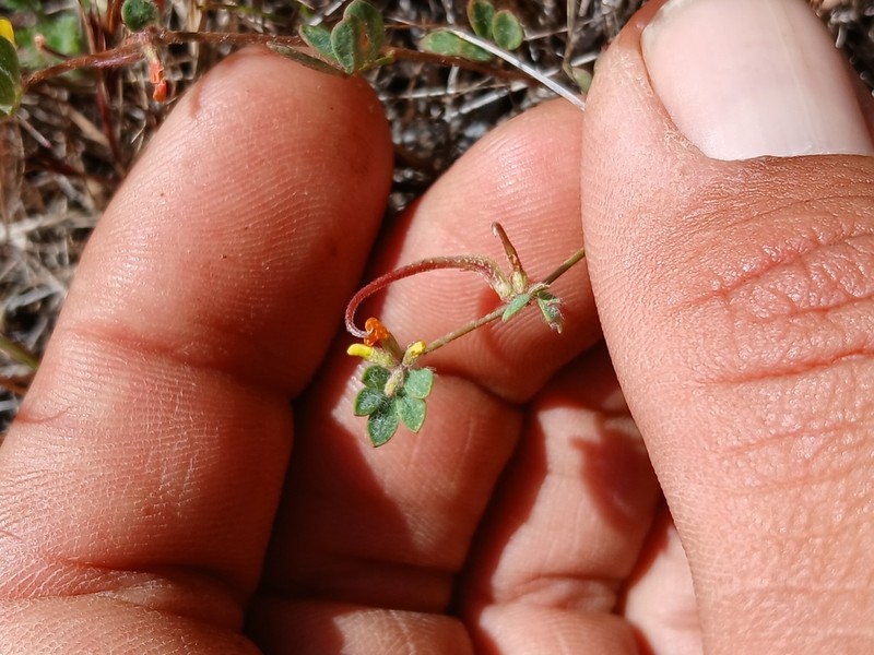 San Diego Bird's-Foot Trefoil photo 9