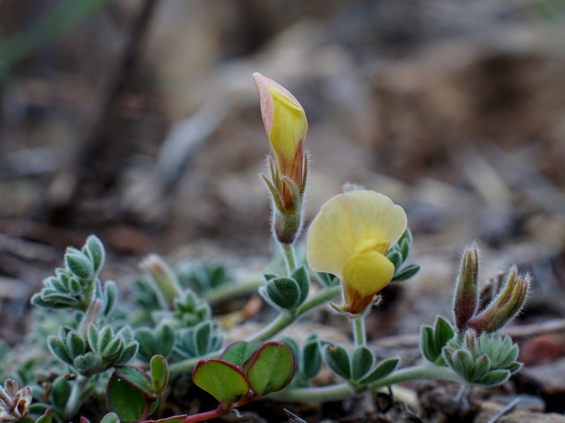 Greene's Bird's-Foot Trefoil photo 2