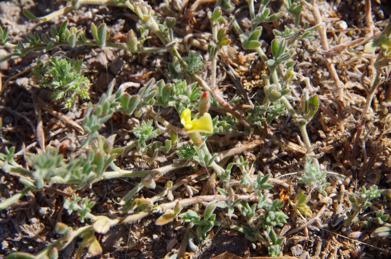 Greene's Bird's-Foot Trefoil photo 3