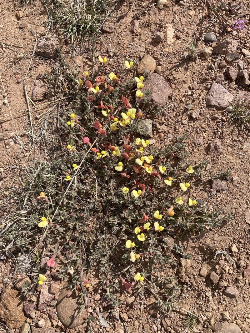 Greene's Bird's-Foot Trefoil photo 4